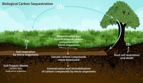 image of biological carbon sequestration