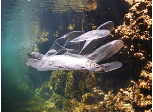 Fish Image